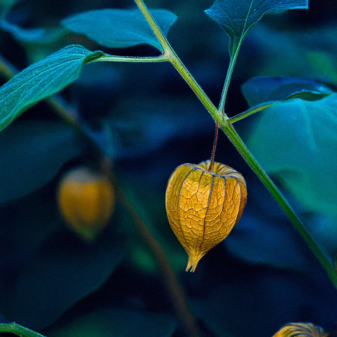 Physalis