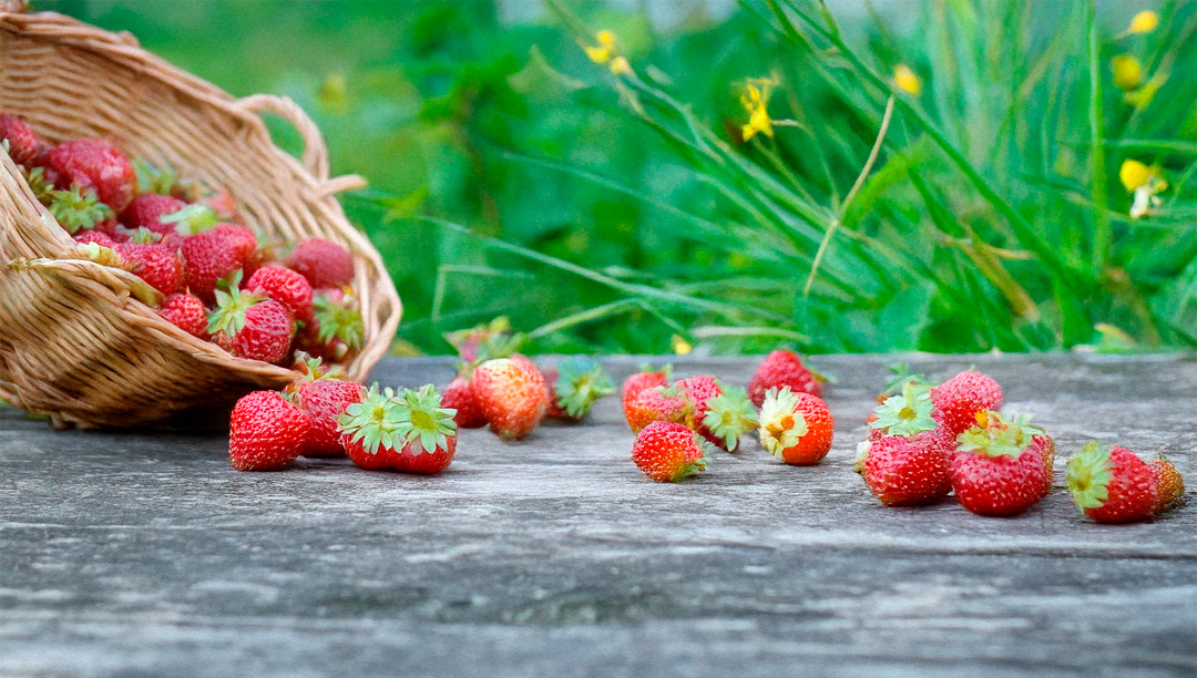 Die Geschichte der Erdbeere - Eine Frucht mit langer Tradition und süßem Aroma